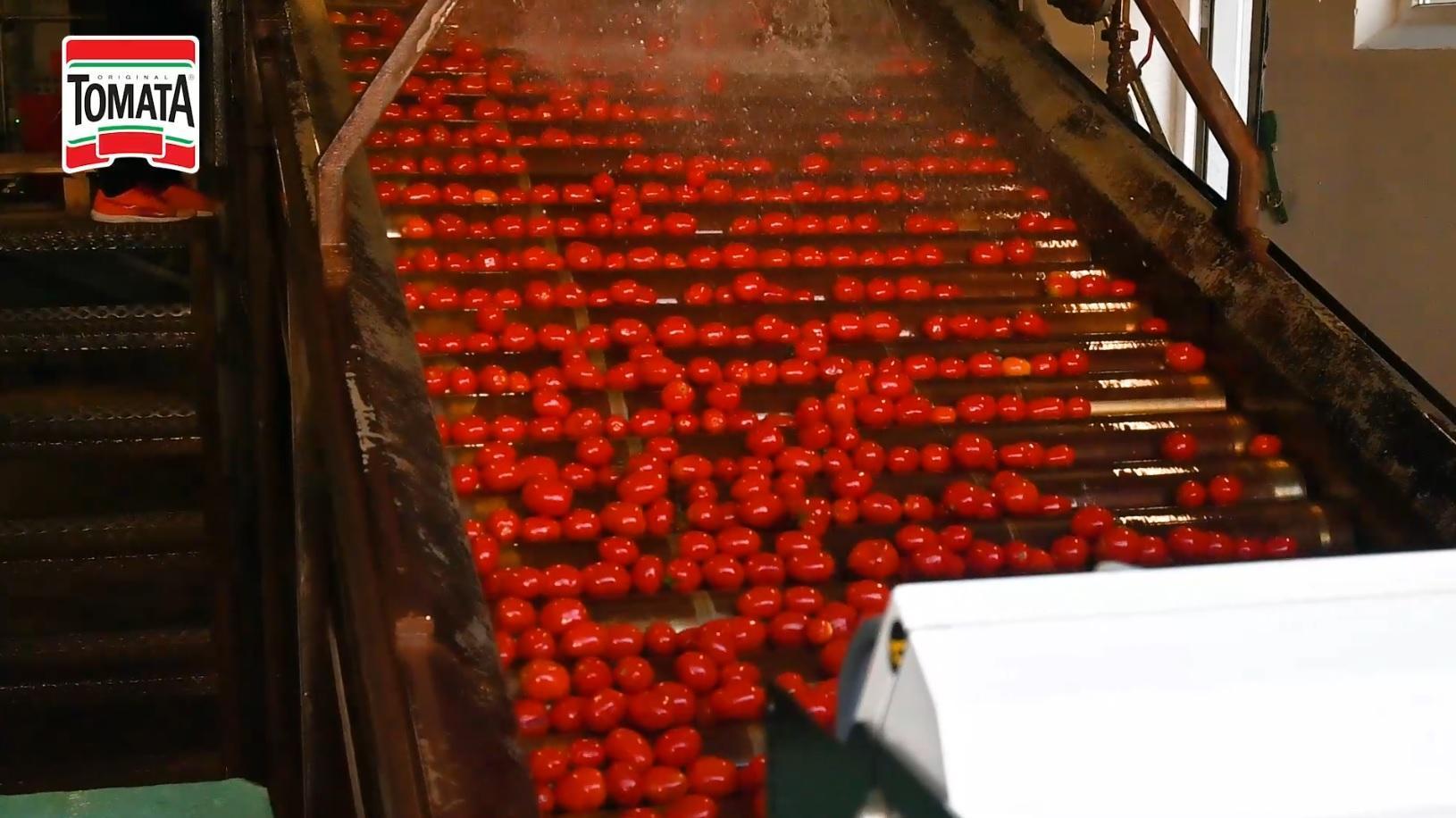 Výrobná linka na spracovanie paradajok